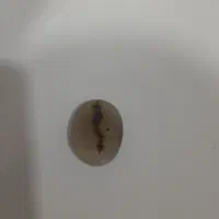 دوعدد سنگ شجر اصلی