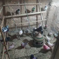 کفتر پرشی|پرنده|آران و بیدگل, |دیوار