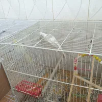 طوطی عروس|پرنده|چهارباغ, |دیوار