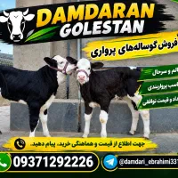 تهیه دام از دامداری و میدان دام