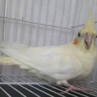 عروس هلندی