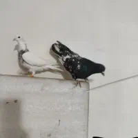 کفتر تبعیدی