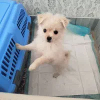 سگ پامر اشپیتز