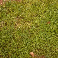 فروش فوری چادر کوهستانی خیمع ای