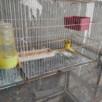 جفت مرغ‌عشق بالغ بشرط تخم و جوجه