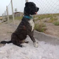 سگ نر خراسانی