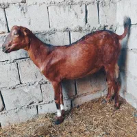 کهره جمولی اوس سر مایه
