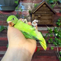 جوجه ملنگو سرلاکی طوطی ملنگو(باربد)