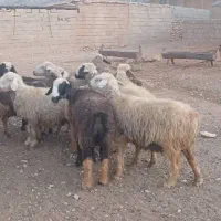 میش|حیوانات مزرعه|میمند, |دیوار