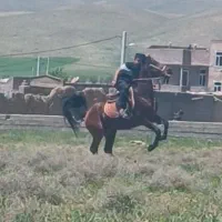 اسب نریان
