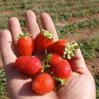 نشاء توت فرنگی|خدمات باغبانی و درختکاری|ارومیه, |دیوار