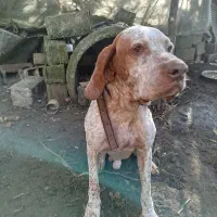 سگ شکاری پوینتر نر|سگ|شلمان, |دیوار