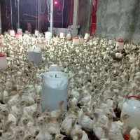 جوجه بوقلمون بیوتی