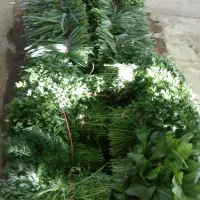 سبزی خورشتی خوراکی-کلم قمری|خوردنی و آشامیدنی|سنقر, |دیوار