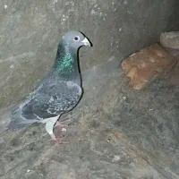 سه کبوتر مسافتی به شرط