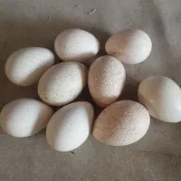 تخم بوقلمون و بوقلمون فروشی