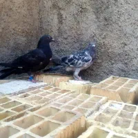 کبوتر|پرنده|کارون, |دیوار