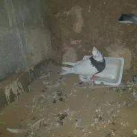 کفتر رنگ|حراج|لار, |دیوار