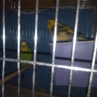 پرنده|پرنده|داران, |دیوار