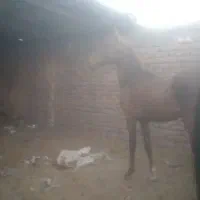 اسب|اسب و تجهیزات اسبسواری|چترود, |دیوار