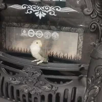 طوطی برزیلی وایت  نر فیس با قفس|پرنده|فردیس, فردیس|دیوار