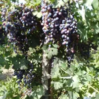 فروش باغ شهری مسکونی‌ واقع‌ درکوارشیراز