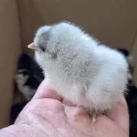 جوجه مرغ گلین (پنگوئنی، طوسی، خال سوزنی و)