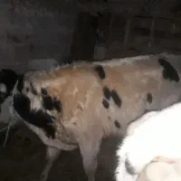 گاوهلیشتاین|حیوانات مزرعه|لولمان, |دیوار