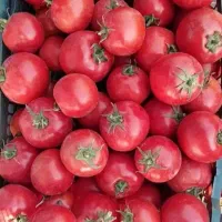 گورجه ربی