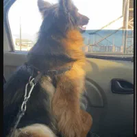 ژرمن شولاین ماده