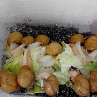 حلزون صورت|خزنده|اراک, |دیوار