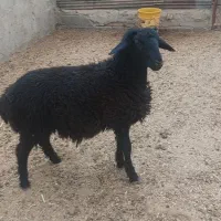 بره نر هترو ژن دار چندقلوزا