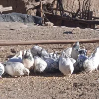 سلام تعدادی کبوتر|پرنده|بافت, |دیوار