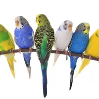 مرغ عشق در همه رنگ