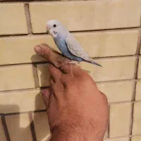 مرغ عشق دستی|پرنده|شیراز, محراب|دیوار