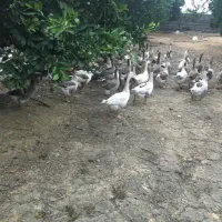 حراج غاز کشتار و تخمگذار|حیوانات مزرعه|بابل, |دیوار