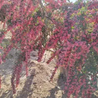 زرشک درجه یک قاین