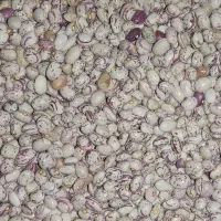 لوبیا چیتی درجه یک