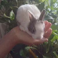 بچه خرگوش های ۲ هفته ای