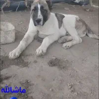 پیدا شد دوستان ممنونم|حیوانات|گرگان, |دیوار