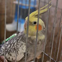عروس هلندی تضمینی با قفس سالم در حد