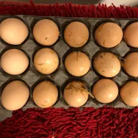 فروش تخم مرغ برهما