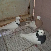 کبوتر طوقی|پرنده|شیراز, شهرک کوشکک|دیوار