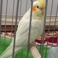 عروس هلندی ماده