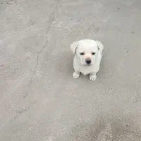 توله شیتزو پامرین