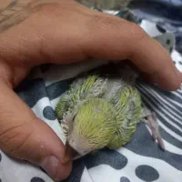 کتوله سرلاکی