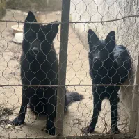 ژرمن بلک نر و ماده