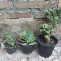 کاکتوس و گلهای آپارتمانی