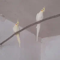 دو عدد عروس جفت یک و نیم ساله اهلی