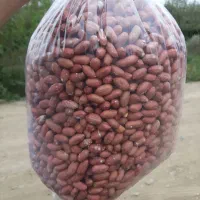 فروش بادام زمینی دشت مغان